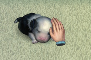 照顾幼小的狗狗