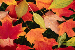 隐藏的星之树叶