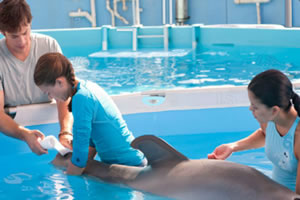 海豚的故事找数字