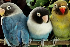 鹦鹉身上找字母