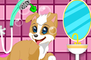 美容馆里的萌犬