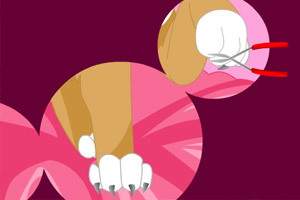 美容馆里的萌犬