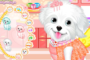 可爱狗狗的神奇护理