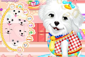 可爱狗狗的神奇护理