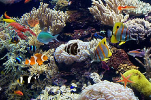 海底世界找动物