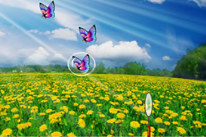 美丽的蝴蝶标本