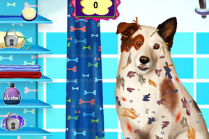 凌乱的小狗美容