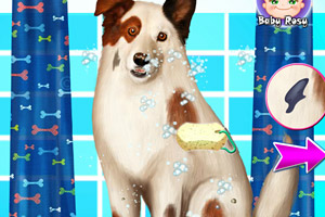 凌乱的小狗美容