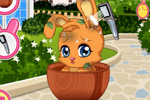 照顾流浪的兔子