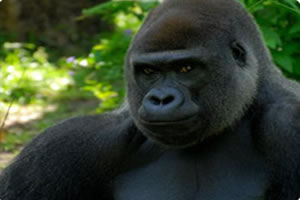 超可爱动物拼图