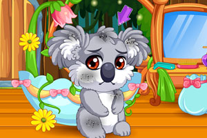 照顾受伤的小考拉