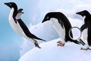 欢乐企鹅找数字