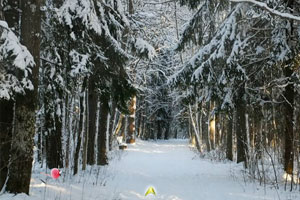 逃出寒冬大森林2