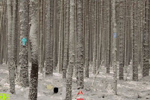 逃出寒冬大森林