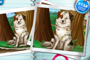 宠物狗骨折急救