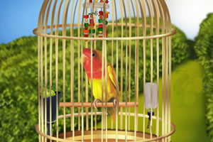 装饰鸟笼