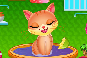 照顾可爱的小猫咪