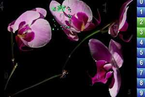 美丽图片找数字