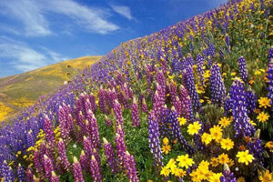 寻找水晶之春季花海