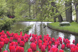 寻找水晶之春季花海