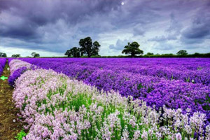 寻找水晶之春季花海