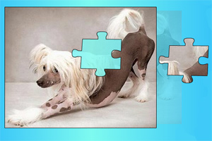 宠物狗拼图
