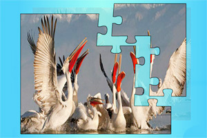 鹈鹕拼图