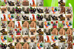 聪明小动物连连看