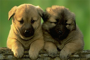 双胞胎狗狗拼图