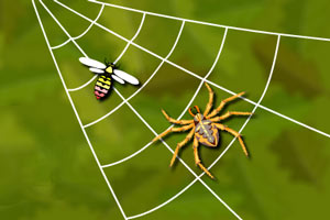 蛛网捕虫