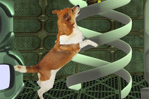 动物收容所逃脱5