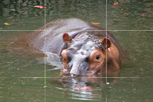 快乐河马的拼图