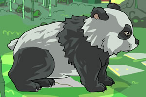 可爱的熊猫宝宝