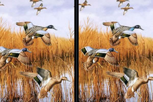 鸟类图片大找茬