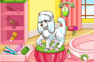 贵宾犬美容大赛