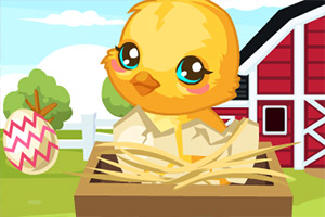 复活节小鸡护理