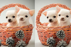 可爱狗狗大找茬