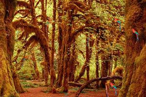 隐藏的金刚鹦鹉