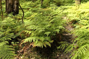 绿色森林找箭靶