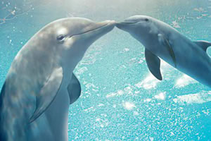 海豚的故事2找字母