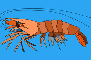 海洋生物填颜色