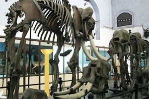 动物博物馆逃脱