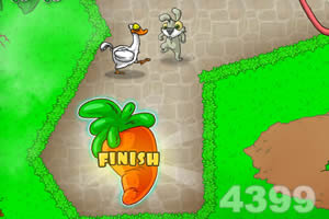 兔宝的萝卜大餐