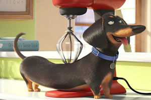 宠物的秘密生活找数字