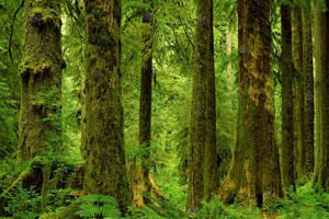 野生森林找靶子