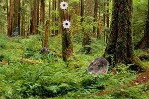 被遗忘的洞穴逃脱