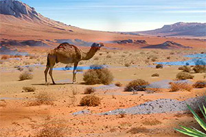 阿尔及利亚沙漠逃脱