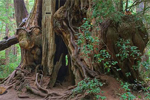 奥林匹克国家森林逃脱