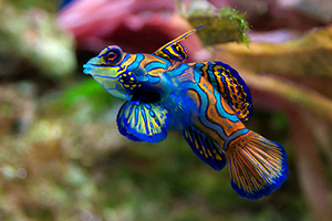 水族馆鱼类拼图2