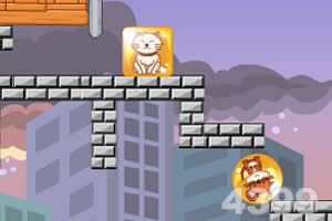 猫和老鼠爱吃鱼